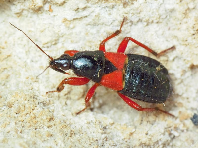 Prostemma guttula (Fabricius, 1787)